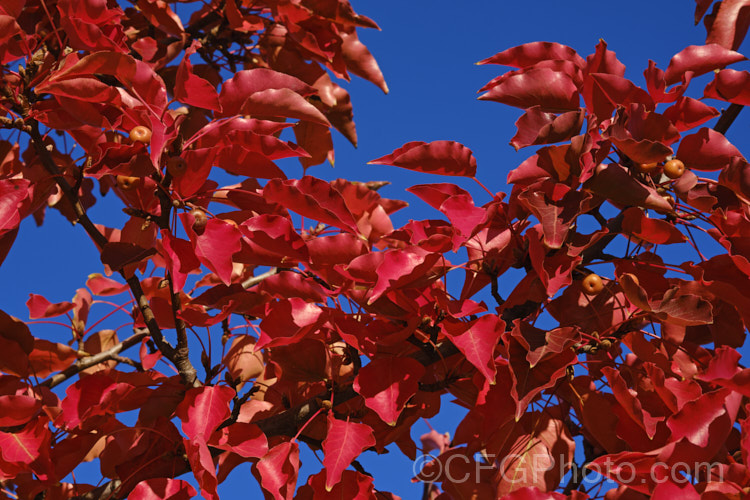 The autumn foliage of Callery Pear (<i>Pyrus calleryana</i>), a 10-15m tall deciduous tree native to China. Is spring flowers and vivid autumn foliage are attractive but the small fruits are very astringent. Order: Rosales, Family: Rosaceae
