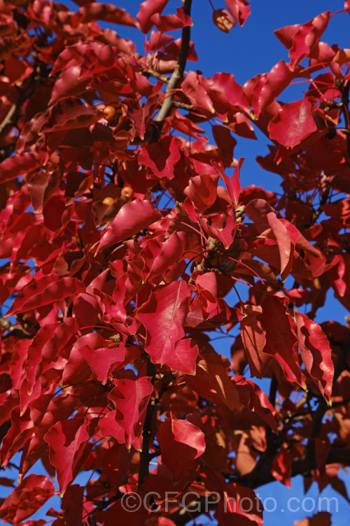 The autumn foliage of Callery Pear (<i>Pyrus calleryana</i>), a 10-15m tall deciduous tree native to China. Is spring flowers and vivid autumn foliage are attractive but the small fruits are very astringent. Order: Rosales, Family: Rosaceae