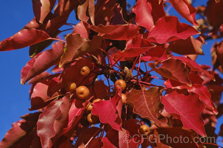 The autumn foliage of Callery Pear (<i>Pyrus calleryana</i>), a 10-15m tall deciduous tree native to China. Is spring flowers and vivid autumn foliage are attractive but the small fruits are very astringent. Order: Rosales, Family: Rosaceae