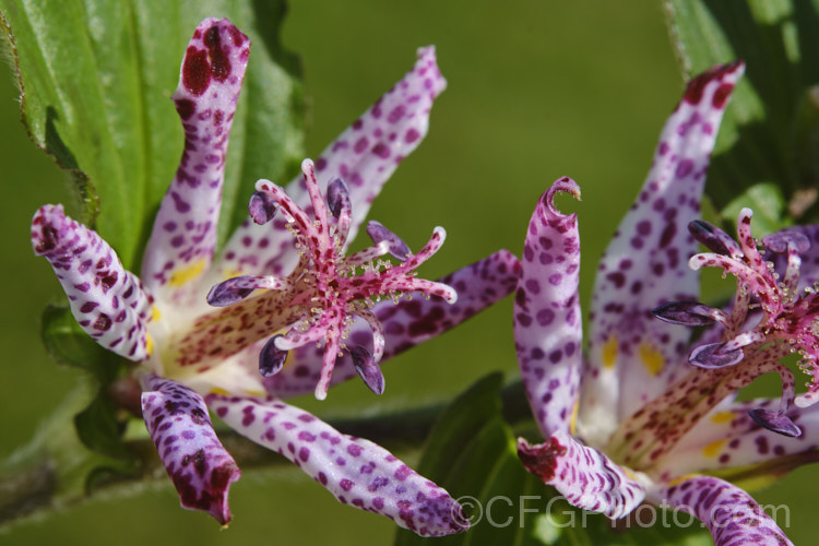 Tricyrtis formosana, a Toad. Lily native to Taiwan. Toad lilies are sprawling autumn-flowering perennials native to temperate. East Asia. Tricyrtis formosana can reach 12m high and up to 2m wide and its somewhat downy foliage remains deep green further into autumn than that of most species. tricyrtis-2303htm'>Tricyrtis. <a href='liliaceae-plant-family-photoshtml'>Liliaceae</a>.