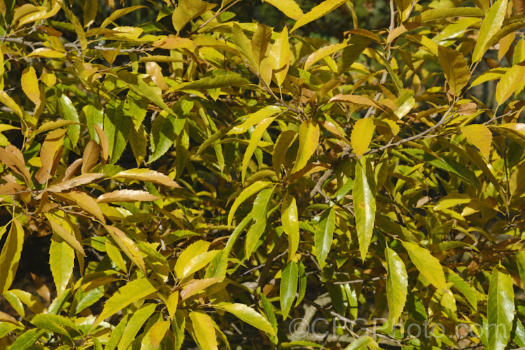 The autumn foliage of the Sawtooth Oak (<i>Quercus acutissima</i>), a deciduous oak found in Japan, Korea and nearby parts of China. It grows to 30m tall and has shallowly lobed but sharply toothed foliage. The acorns take up to 18 months to mature, are 2-3cm long and held in mossy-bristled cups