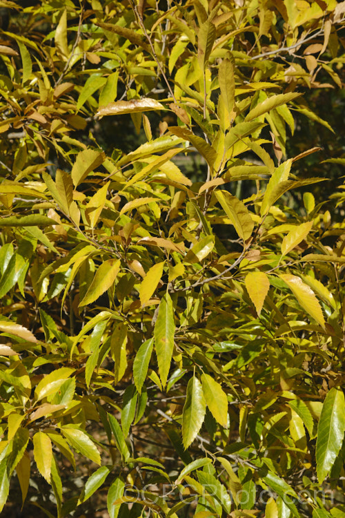 The autumn foliage of the Sawtooth Oak (<i>Quercus acutissima</i>), a deciduous oak found in Japan, Korea and nearby parts of China. It grows to 30m tall and has shallowly lobed but sharply toothed foliage. The acorns take up to 18 months to mature, are 2-3cm long and held in mossy-bristled cups
