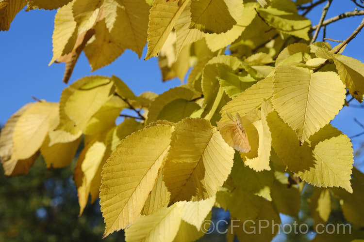 The last stage of the autumn foliage of the Golden Wych Elm (<i>Ulmus glabra 'Lutescens'), a cultivar of the Scotch Elm or Wych Elm that has soft buttery yellow spring foliage that matures to bright yellow (lime green where shaded</i>) before turning golden in autumn. It grows to around 15m tall, with a slightly wider spread. It is quite easily confused with the Golden Elm (<i>Ulmus procera 'Louis van Houtte'), but has larger, softer leaves. Order: Rosales, Family: Ulmaceae