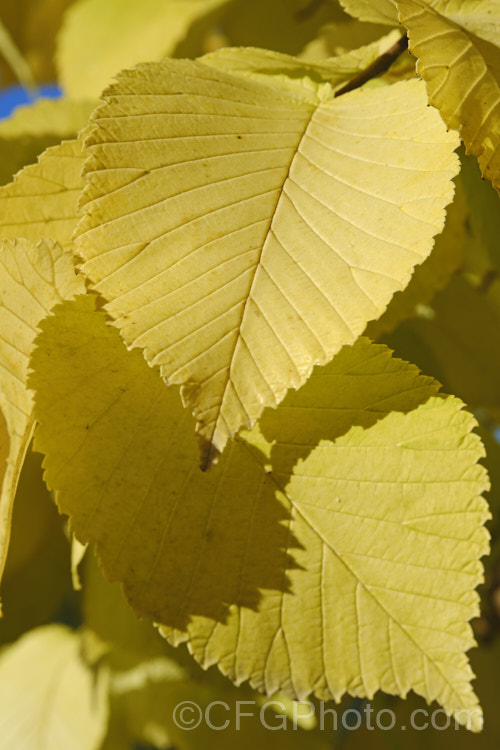 The last stage of the autumn foliage of the Golden Wych Elm (<i>Ulmus glabra 'Lutescens'), a cultivar of the Scotch Elm or Wych Elm that has soft buttery yellow spring foliage that matures to bright yellow (lime green where shaded</i>) before turning golden in autumn. It grows to around 15m tall, with a slightly wider spread. It is quite easily confused with the Golden Elm (<i>Ulmus procera 'Louis van Houtte'), but has larger, softer leaves. Order: Rosales, Family: Ulmaceae
