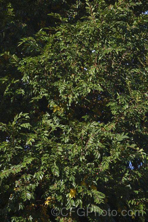 Chinese Elm or Lacebark (<i>Ulmus parvifolia</i>), a small-leafed elm for. China, Korea and Japan. It is semi-evergreen, has attractive flaking bark and grows to around 25m high. Tiny autumn-borne flowers are followed by conspicuous green samara that brown as they ripen. Order: Rosales, Family: Ulmaceae