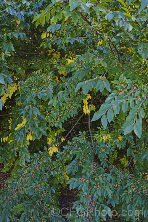 Chinese Elm or Lacebark (<i>Ulmus parvifolia</i>), a small-leafed elm for. China, Korea and Japan. It is semi-evergreen, has attractive flaking bark and grows to around 25m high. Tiny autumn-borne flowers are followed by conspicuous green samara that brown as they ripen. Order: Rosales, Family: Ulmaceae