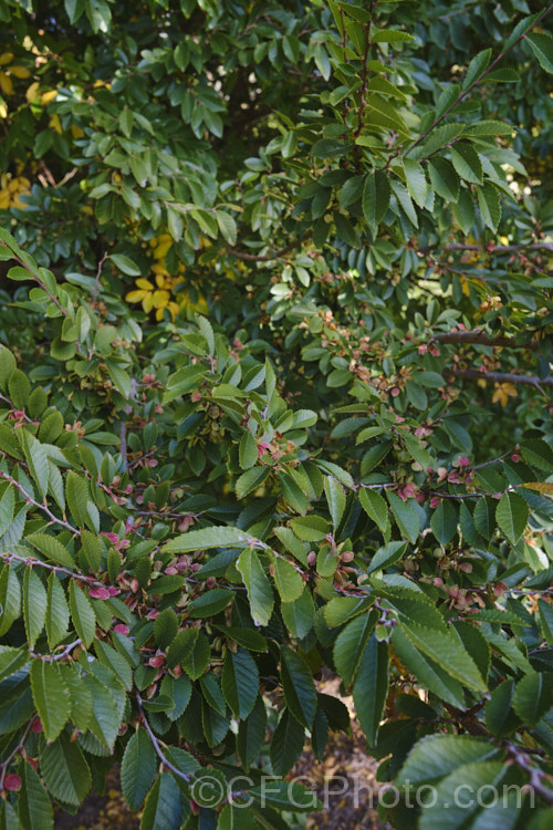 Chinese Elm or Lacebark (<i>Ulmus parvifolia</i>), a small-leafed elm for. China, Korea and Japan. It is semi-evergreen, has attractive flaking bark and grows to around 25m high. Tiny autumn-borne flowers are followed by conspicuous green samara that brown as they ripen. Order: Rosales, Family: Ulmaceae