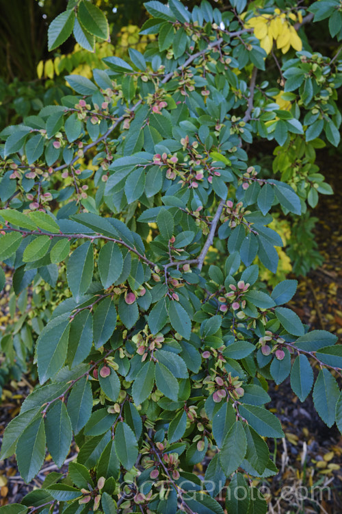 Chinese Elm or Lacebark (<i>Ulmus parvifolia</i>), a small-leafed elm for. China, Korea and Japan. It is semi-evergreen, has attractive flaking bark and grows to around 25m high. Tiny autumn-borne flowers are followed by conspicuous green samara that brown as they ripen. Order: Rosales, Family: Ulmaceae