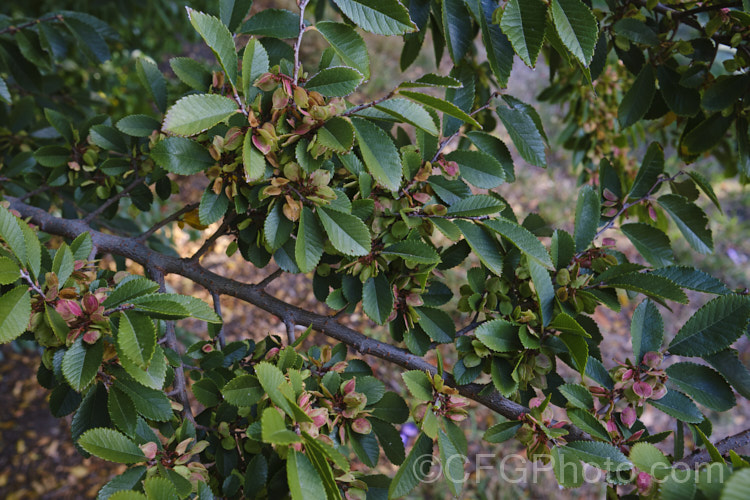 Chinese Elm or Lacebark (<i>Ulmus parvifolia</i>), a small-leafed elm for. China, Korea and Japan. It is semi-evergreen, has attractive flaking bark and grows to around 25m high. Tiny autumn-borne flowers are followed by conspicuous green samara that brown as they ripen. Order: Rosales, Family: Ulmaceae