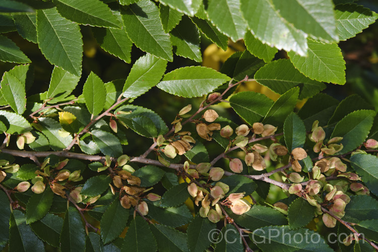 Chinese Elm or Lacebark (<i>Ulmus parvifolia</i>), a small-leafed elm for. China, Korea and Japan. It is semi-evergreen, has attractive flaking bark and grows to around 25m high. Tiny autumn-borne flowers are followed by conspicuous green samara that brown as they ripen. Order: Rosales, Family: Ulmaceae