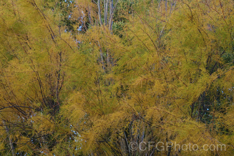 The autumn foliage of Late Tamarisk (<i>Tamarix ramosissima</i>), a large deciduous shrub or small tree found from eastern Europe to temperate. East Asia. Its branches often have an arching cascading habit. It flowers on the new growth from summer into autumn. There are several cultivars with varying flower colours and blooming seasons. tamarix-2300htm'>Tamarix. <a href='tamaricaceae-plant-family-photoshtml'>Tamaricaceae</a>.