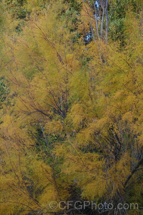 The autumn foliage of Late Tamarisk (<i>Tamarix ramosissima</i>), a large deciduous shrub or small tree found from eastern Europe to temperate. East Asia. Its branches often have an arching cascading habit. It flowers on the new growth from summer into autumn. There are several cultivars with varying flower colours and blooming seasons. tamarix-2300htm'>Tamarix. <a href='tamaricaceae-plant-family-photoshtml'>Tamaricaceae</a>.
