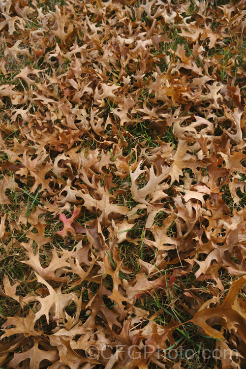 The fallen leaves of Pin Oak (<i>Quercus palustris</i>), a 20-35m tall deciduous tree native to northeast. North America. This species has a columnar habit and often colours well in autumn, turning deep red. It can be distinguished from the similar. Scarlet Oak (<i>Quercus coccinea</i>), by its small acorns, minute tufts of hairs in the forks of the veins on the undersides of its leaves and usually narrower, asymmetrical basal foliage lobes. Order: Fagales, Family: Fagaceae