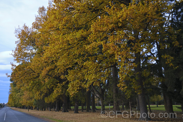 English Oak (<i>Quercus robur</i>), a large, round-headed deciduous tree found from Britain to western Russia. It lives to a great age and can reach 40m tall, though 20-35m is more common. Order: Fagales, Family: Fagaceae