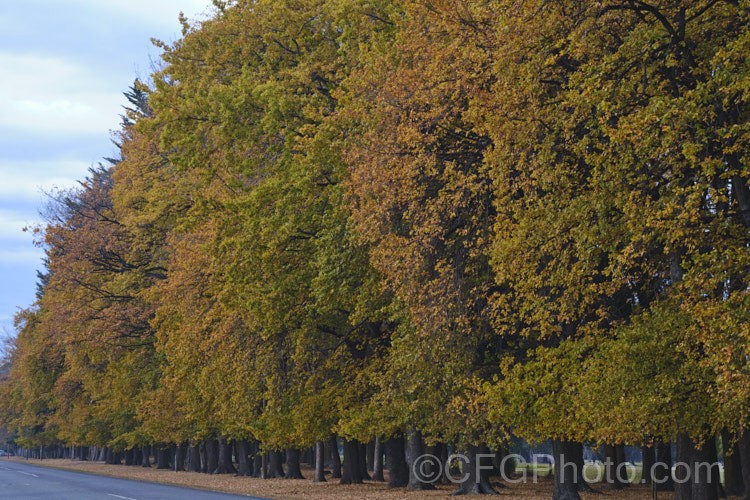 English Oak (<i>Quercus robur</i>), a large, round-headed deciduous tree found from Britain to western Russia. It lives to a great age and can reach 40m tall, though 20-35m is more common. Order: Fagales, Family: Fagaceae