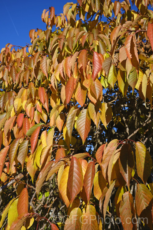 Autumn foliage of the Weeping Higan. Cherry or Weeping Rosebud. Cherry (<i>Prunus subhirtella var. pendula</i>), a strongly pendulous cultivar of a deciduous, late winter- to spring-flowering tree that originated in Japan but is unknown in the wild. Its pale pink flowers open from darker buds. Weeping forms like this are usually grafted onto upright standard trunks. Order: Rosales, Family: Rosaceae <a href='rosaceae-plant-family-photoshtml'>Rosaceae</a>