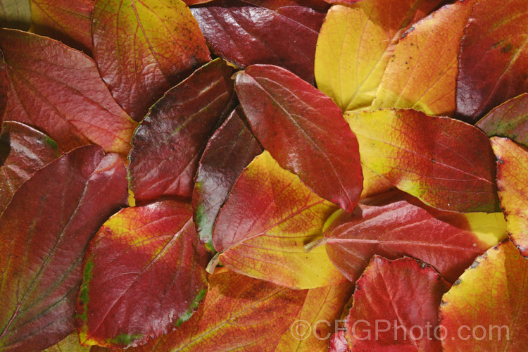Fallen autumn leaves of Viburnum x burkwoodii (<i>Viburnum carlesii x Viburnum utile</i>), a semi-deciduous 25-4m tall shrub. Its flowers are strongly scented and borne over a long period from late winter. viburnum-2081htm'>Viburnum. <a href='adoxaceae-plant-family-photoshtml'>Adoxaceae</a>.
