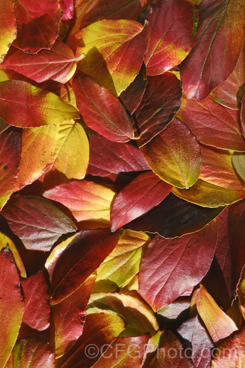 Fallen autumn leaves of Viburnum x burkwoodii (<i>Viburnum carlesii x Viburnum utile</i>), a semi-deciduous 25-4m tall shrub. Its flowers are strongly scented and borne over a long period from late winter. viburnum-2081htm'>Viburnum. <a href='adoxaceae-plant-family-photoshtml'>Adoxaceae</a>.