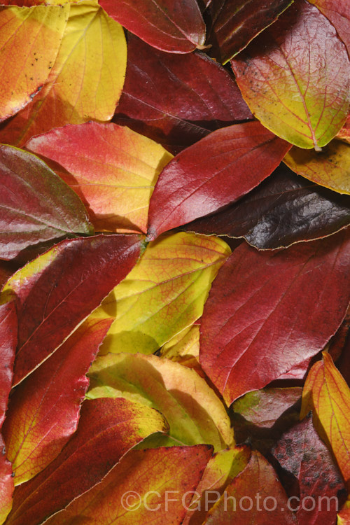 Fallen autumn leaves of Viburnum x burkwoodii (<i>Viburnum carlesii x Viburnum utile</i>), a semi-deciduous 25-4m tall shrub. Its flowers are strongly scented and borne over a long period from late winter. viburnum-2081htm'>Viburnum. <a href='adoxaceae-plant-family-photoshtml'>Adoxaceae</a>.