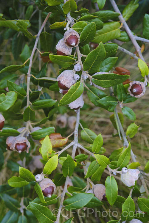Holm Oak or Holly-leaved Oak (<i>Quercus ilex</i>) with mature acorns. This evergreen oak, 15-25m tall, is native to the Mediterranean region. It is among the hardier evergreen oaks. These acorns have an enlarged and folded over rim to the cup that is typical of the form from the Extremadura region of Spain. The Holm oak is also known as Encina but should not be confused with the Encina. Live Oak (<i>Quercus agrifolia</i>) from California. Order: Fagales, Family: Fagaceae