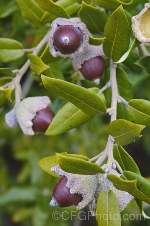 Holm Oak or Holly-leaved Oak (<i>Quercus ilex</i>) with mature acorns. This evergreen oak, 15-25m tall, is native to the Mediterranean region. It is among the hardier evergreen oaks. These acorns have an enlarged and folded over rim to the cup that is typical of the form from the Extremadura region of Spain. The Holm oak is also known as Encina but should not be confused with the Encina. Live Oak (<i>Quercus agrifolia</i>) from California. Order: Fagales, Family: Fagaceae