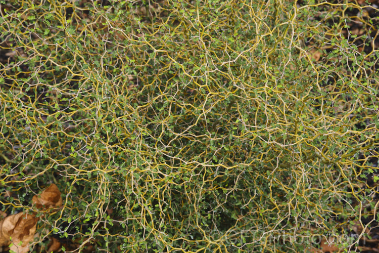 The tangled, wiry stems of Prostrate Kowhai (<i>Sophora prostrata</i>), a low-growing, ground-hugging shrub with a divaricating growth habit. Native to rocky areas of the eastern South Island of New Zealand, it bears small golden flowers in spring. In sheltered locations it has a more upright habit and can grow to 15m tall sophora-2142htm'>Sophora.