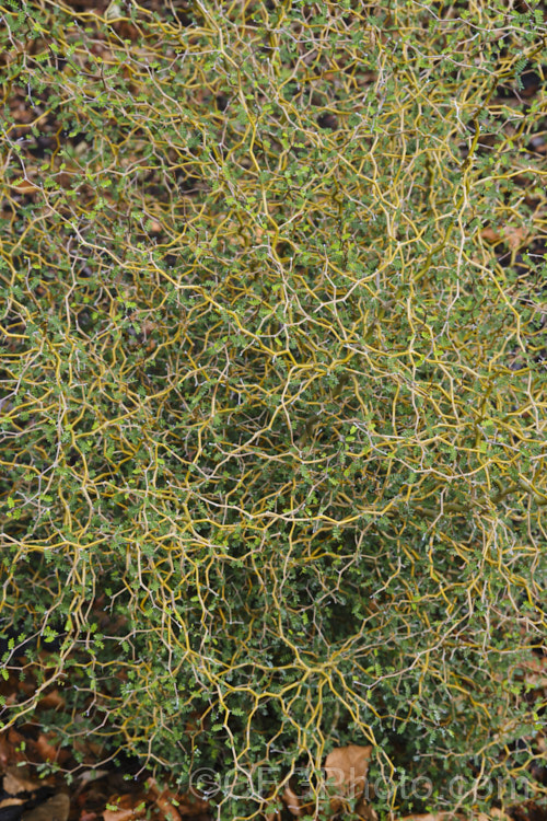 The tangled, wiry stems of Prostrate Kowhai (<i>Sophora prostrata</i>), a low-growing, ground-hugging shrub with a divaricating growth habit. Native to rocky areas of the eastern South Island of New Zealand, it bears small golden flowers in spring. In sheltered locations it has a more upright habit and can grow to 15m tall sophora-2142htm'>Sophora.