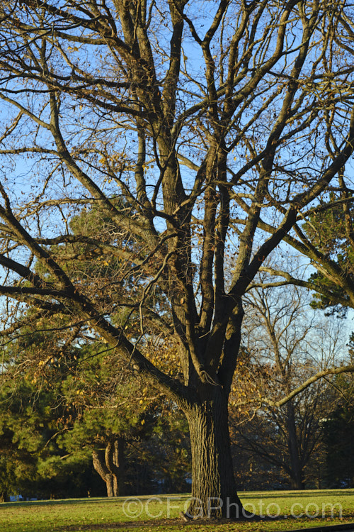 Huntingdon. Elm (<i>Ulmus Ã— hollandica Vegeta') in winter. This British-raised cultivar of a 20-35m hybrid between Ulmus glabra and Ulmus carpinifolia dates from 1746 and is distinguished by the short petioles of its leaves, the lattice patterning of the bark and its resistance to Dutch elm disease. As with most elms the papery seed capsules (samara</i>) are showier than the flowers. Order: Rosales, Family: Ulmaceae