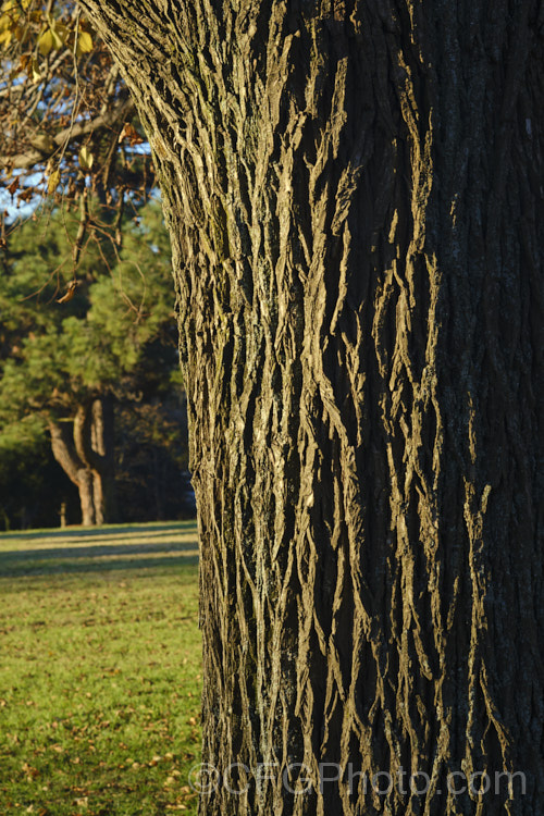 The trunk of Huntingdon. Elm (<i>Ulmus Ã— hollandica Vegeta'), a British-raised cultivar of a 20-35m hybrid between Ulmus glabra and Ulmus carpinifolia. It dates from 1746 and is distinguished by the short petioles of its leaves, the lattice patterning of the bark and its resistance to Dutch elm disease. As with most elms the papery seed capsules (samara</i>) are showier than the flowers. Order: Rosales, Family: Ulmaceae
