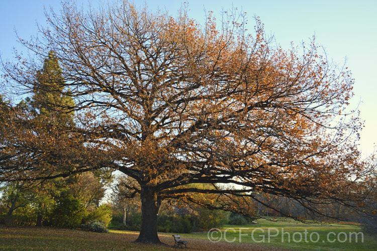 The distinctive shape of an English Oak (<i>Quercus robur</i>) in winter. This large, round-headed deciduous tree is found from Britain to western Russia. It lives to a great age and can reach 40m tall, though 20-35m is more common. Order: Fagales, Family: Fagaceae
