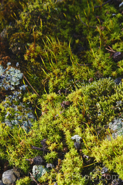 Wall Screw Moss (<i>Tortula muralis</i>), a widespread species of moss that is often found ground on rocks, paths, walls and bare earth. Bright green when moist, it runs a light grey-brown when dry. The moss can carpet quite large areas and the fruiting bodies are up to 15mm high. tortula-3684htm'>Tortula. <a href='pottiaceae-plant-family-photoshtml'>Pottiaceae</a>. Order: Pottiales</a>