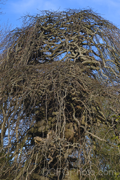 Serpentine. Elm (<i>Ulmus glabra 'Serpentina'), a form of the Scotch Elm or Wych Elm that develops a fairly compact dome-shaped crown with twisted branches that stack up on each other. Similar to Camperdownii' but not as wide and an even more exaggerated cascading branch structure. Order: Rosales, Family: Ulmaceae Order: Rosales, Family: Rosaceae