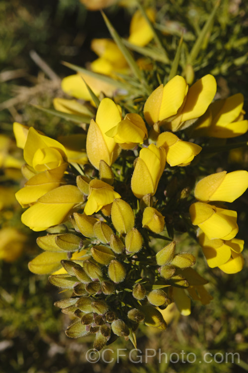 The flowerhead of Gorse or Furze (<i>Ulex europaeus</i>), a mainly spring-flowering leguminous shrub native to western Europe. While the flowers are beautiful and sweetly scented, this viciously spiny, very invasive and largely leafless shrub has become a weed in many parts of the world. ulex-2750htm'>Ulex. Order: Fabales, Family: Fabaceae . Order: Fabales</a>