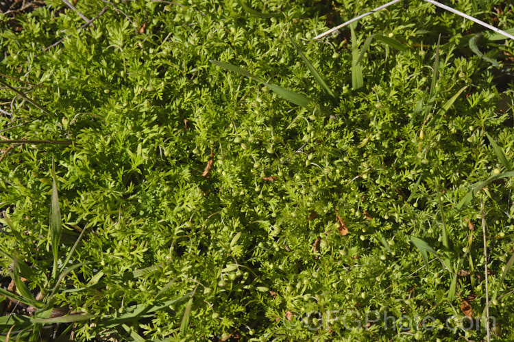 Bindi Weed, Onehunga Weed, Burr Weed or Prickle. Weed (<i>Soliva sessilis</i>), an annual weed often found in lawns, where its spine tipped leaves and seeds can make walking barefooted very unpleasant. The ferny foliage develops in spring, as do the inconspicuous flowerheads; it is a daisy. Originally native to South America, it is now widely naturalised and considered a weed. Order: Asterales</a>