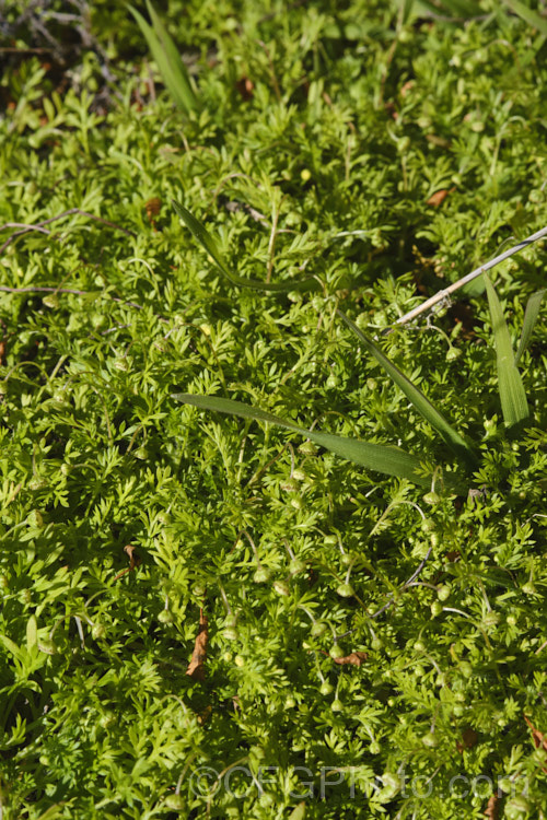 Bindi Weed, Onehunga Weed, Burr Weed or Prickle. Weed (<i>Soliva sessilis</i>), an annual weed often found in lawns, where its spine tipped leaves and seeds can make walking barefooted very unpleasant. The ferny foliage develops in spring, as do the inconspicuous flowerheads; it is a daisy. Originally native to South America, it is now widely naturalised and considered a weed. Order: Asterales</a>