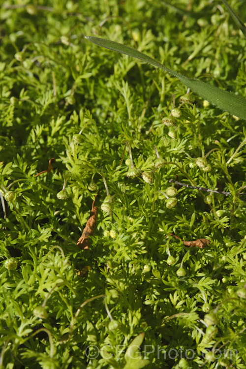 Bindi Weed, Onehunga Weed, Burr Weed or Prickle. Weed (<i>Soliva sessilis</i>), an annual weed often found in lawns, where its spine tipped leaves and seeds can make walking barefooted very unpleasant. The ferny foliage develops in spring, as do the inconspicuous flowerheads; it is a daisy. Originally native to South America, it is now widely naturalised and considered a weed. Order: Asterales</a>