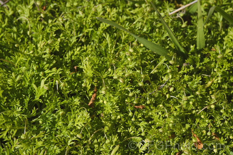 Bindi Weed, Onehunga Weed, Burr Weed or Prickle. Weed (<i>Soliva sessilis</i>), an annual weed often found in lawns, where its spine tipped leaves and seeds can make walking barefooted very unpleasant. The ferny foliage develops in spring, as do the inconspicuous flowerheads; it is a daisy. Originally native to South America, it is now widely naturalised and considered a weed. Order: Asterales</a>