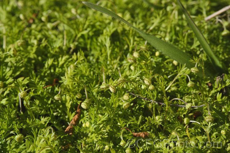 Bindi Weed, Onehunga Weed, Burr Weed or Prickle. Weed (<i>Soliva sessilis</i>), an annual weed often found in lawns, where its spine tipped leaves and seeds can make walking barefooted very unpleasant. The ferny foliage develops in spring, as do the inconspicuous flowerheads; it is a daisy. Originally native to South America, it is now widely naturalised and considered a weed. Order: Asterales</a>