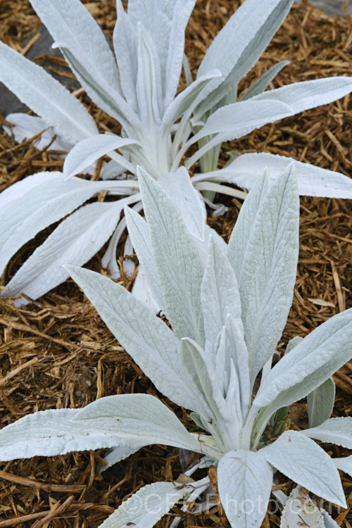 Senecio niveoaureus Bello. Grigio', a very striking cultivar of an herbaceous perennial from the Columbian. Andes, where it grows at elevations up to 4600m. The species also has silvery white foliage but this feature is especially bright in Bello. Grigio'. Heads of soft yellow daisy flowers develop in late summer but it is the spring foliage that is the main feature. senecio-3303htm'>Senecio.