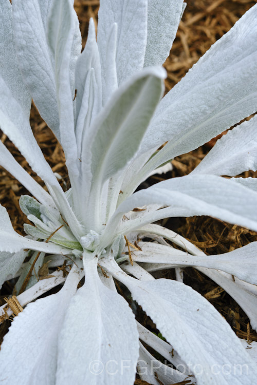 Senecio niveoaureus Bello. Grigio', a very striking cultivar of an herbaceous perennial from the Columbian. Andes, where it grows at elevations up to 4600m. The species also has silvery white foliage but this feature is especially bright in Bello. Grigio'. Heads of soft yellow daisy flowers develop in late summer but it is the spring foliage that is the main feature. senecio-3303htm'>Senecio.