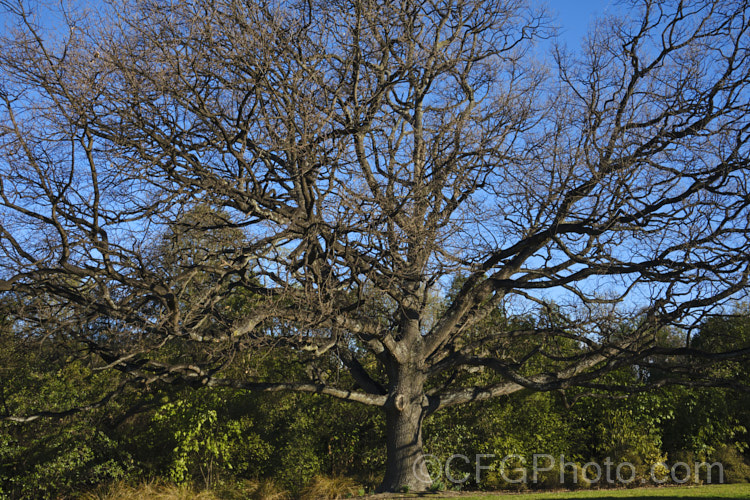 English Oak (<i>Quercus robur</i>) in late winter, a few weeks from bud burst. This large, round-headed deciduous tree is found from Britain to western Russia. It lives to a great age and can reach 40m tall, though 20-35m is more common. Order: Fagales, Family: Fagaceae Order: Fagales</a>