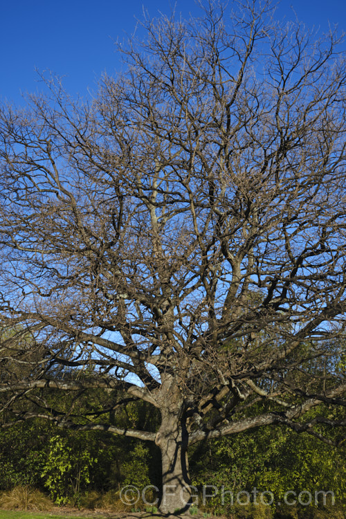 English Oak (<i>Quercus robur</i>) in late winter, a few weeks from bud burst. This large, round-headed deciduous tree is found from Britain to western Russia. It lives to a great age and can reach 40m tall, though 20-35m is more common. Order: Fagales, Family: Fagaceae Order: Fagales</a>