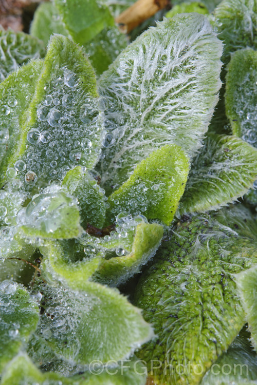 Lamb's Ears (<i>Stachys byzantina [syn. Stachys lanata]), an evergreen silver-haired perennial found from the Caucasus to Iran. Its mauve, early summer-borne flowers are carried on upright spikes in heads known as verticillasters