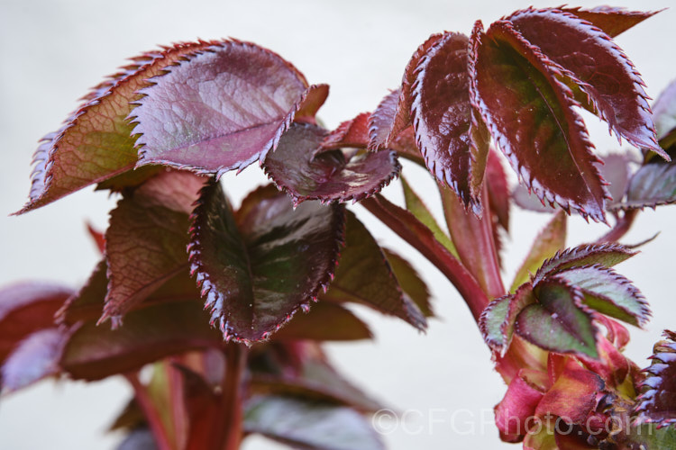 New spring foliage developing on Rosa 'Old Master' ('Maxi' x ['Evelyn Fison' x ('Orange Sweetheart' x 'Fruhlingsmorgen')]), a Cluster-flowered (<i>Floribunda</i>) bush raised by McGredy of New Zealand in 1974. One of the early 'hand-painted' roses. Order: Rosales, Family: Rosaceae