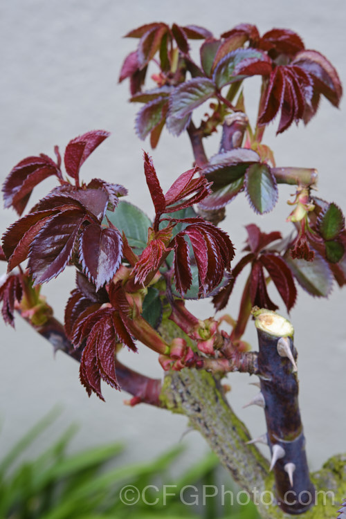 New spring foliage developing on Rosa 'Old Master' ('Maxi' x ['Evelyn Fison' x ('Orange Sweetheart' x 'Fruhlingsmorgen')]), a Cluster-flowered (<i>Floribunda</i>) bush raised by McGredy of New Zealand in 1974. One of the early 'hand-painted' roses. Order: Rosales, Family: Rosaceae