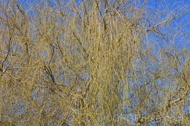 Weeping Willow (<i>Salix babylonica</i>) with new spring growth just starting to expand. This deciduous tree is found naturally over much of the temperate. Middle. East and Asia. It often grows near watercourses, reaches as much as 20m tall and has strongly pendulous branches. Order: Malpighiales, Family: Salicaceae Order: Malpighiales</a>
