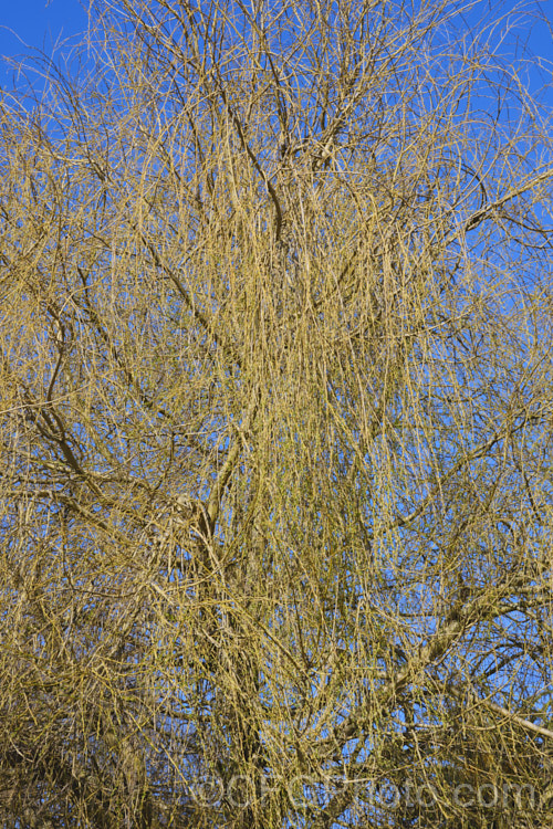 Weeping Willow (<i>Salix babylonica</i>) with new spring growth just starting to expand. This deciduous tree is found naturally over much of the temperate. Middle. East and Asia. It often grows near watercourses, reaches as much as 20m tall and has strongly pendulous branches. Order: Malpighiales, Family: Salicaceae Order: Malpighiales</a>