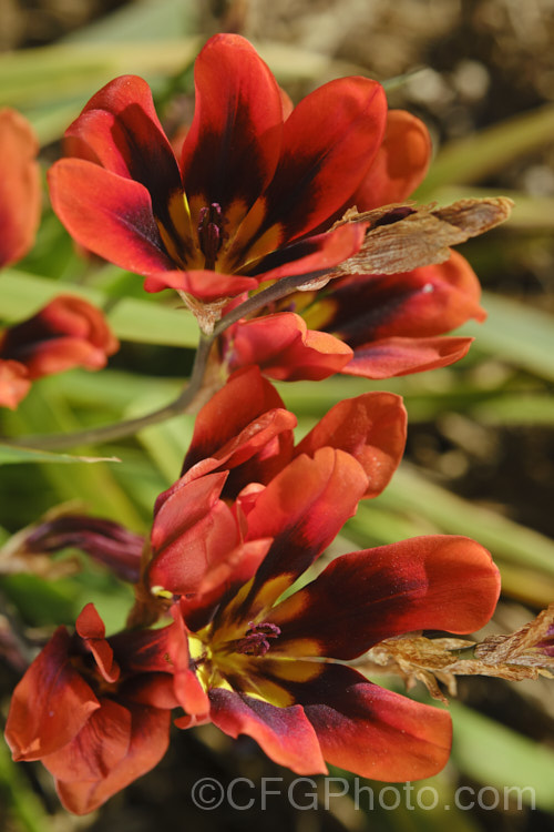 One of the many colour forms of Sparaxis tricolor, a South African corm that flowers from late winter into spring. Its flowers occur in wide range of red, orange and pink shades and it will naturalise in suitably mild climates. sparaxis-2499htm'>Sparaxis. Order: Asparagales</a>