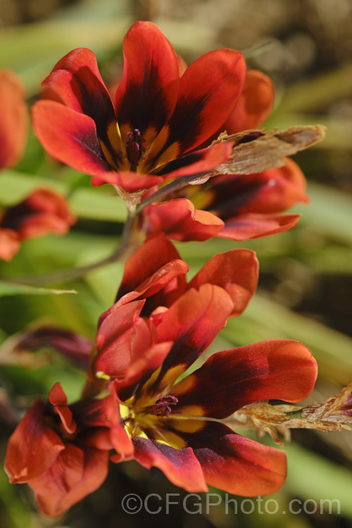 One of the many colour forms of Sparaxis tricolor, a South African corm that flowers from late winter into spring. Its flowers occur in wide range of red, orange and pink shades and it will naturalise in suitably mild climates. sparaxis-2499htm'>Sparaxis. Order: Asparagales</a>