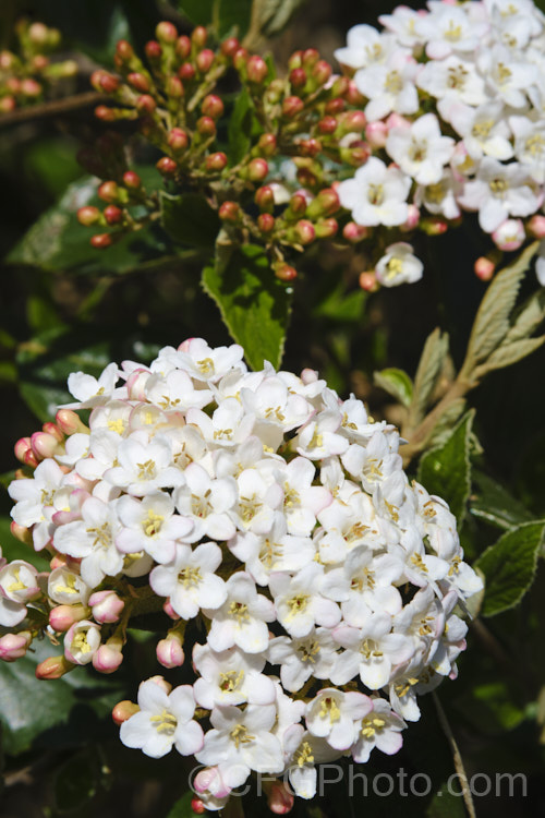 Viburnum Ã— burkwoodii (<i>Viburnum carlesii x Viburnum utile</i>), a semi-deciduous 25-4m tall shrub. Its flowers are strongly scented and borne over a long period from late winter. viburnum-2081htm'>Viburnum. <a href='adoxaceae-plant-family-photoshtml'>Adoxaceae</a>.